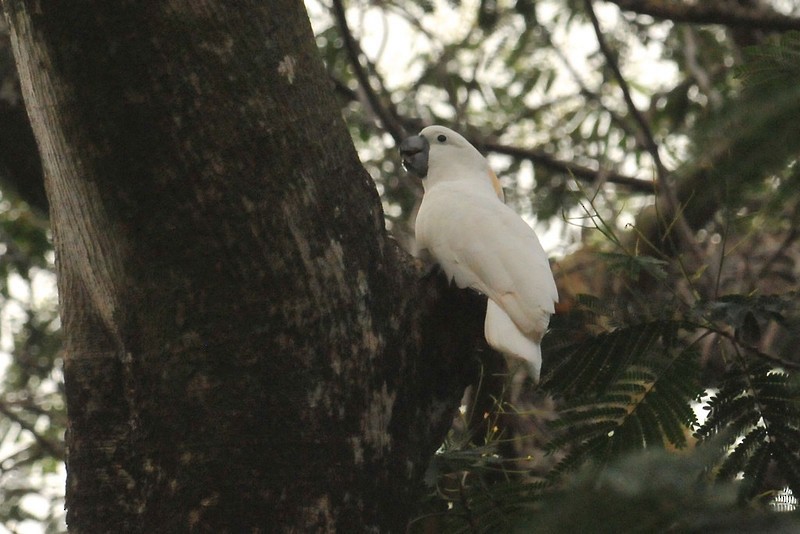 Salmon-crested Cockatoo - ML627885806