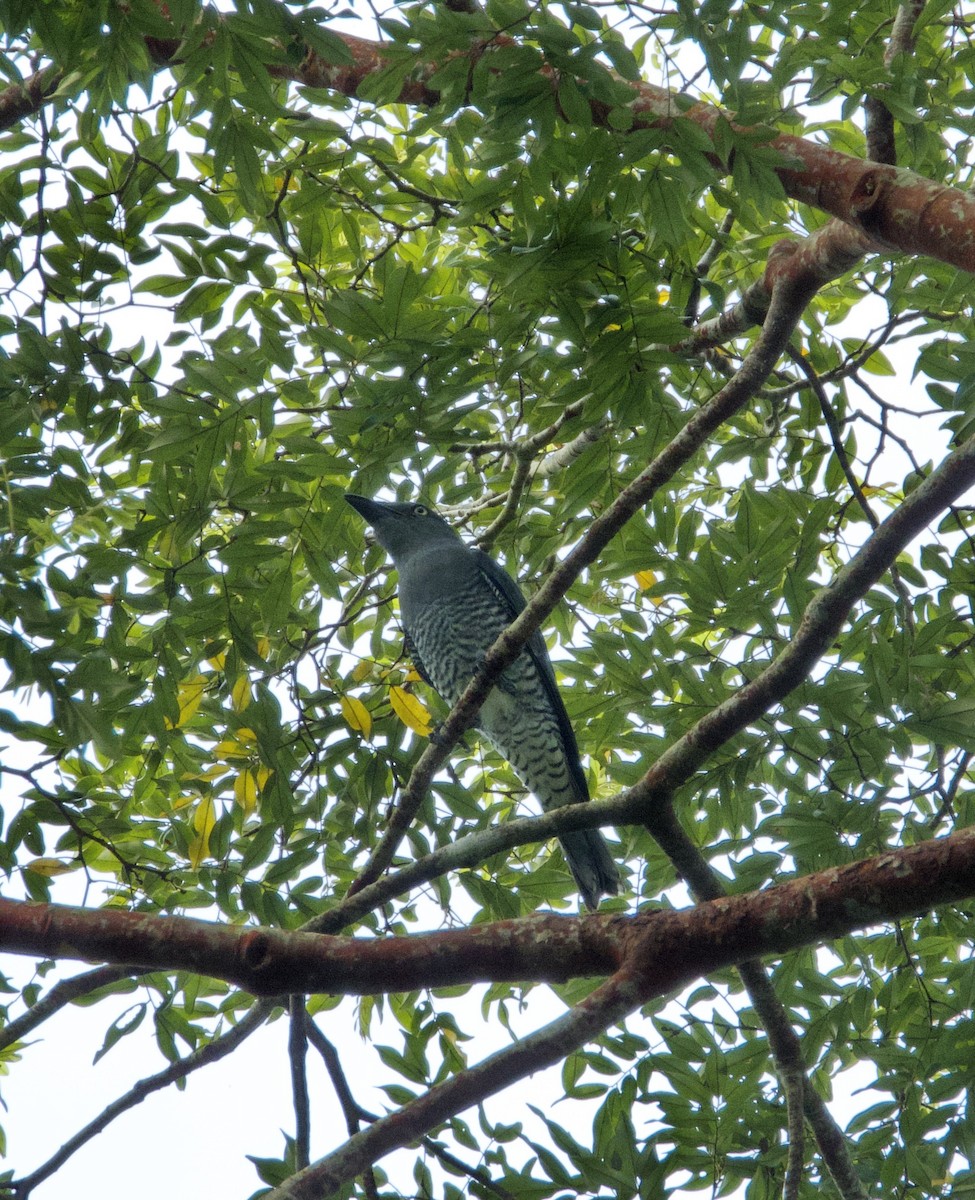 Bar-bellied Cuckooshrike - ML627885869