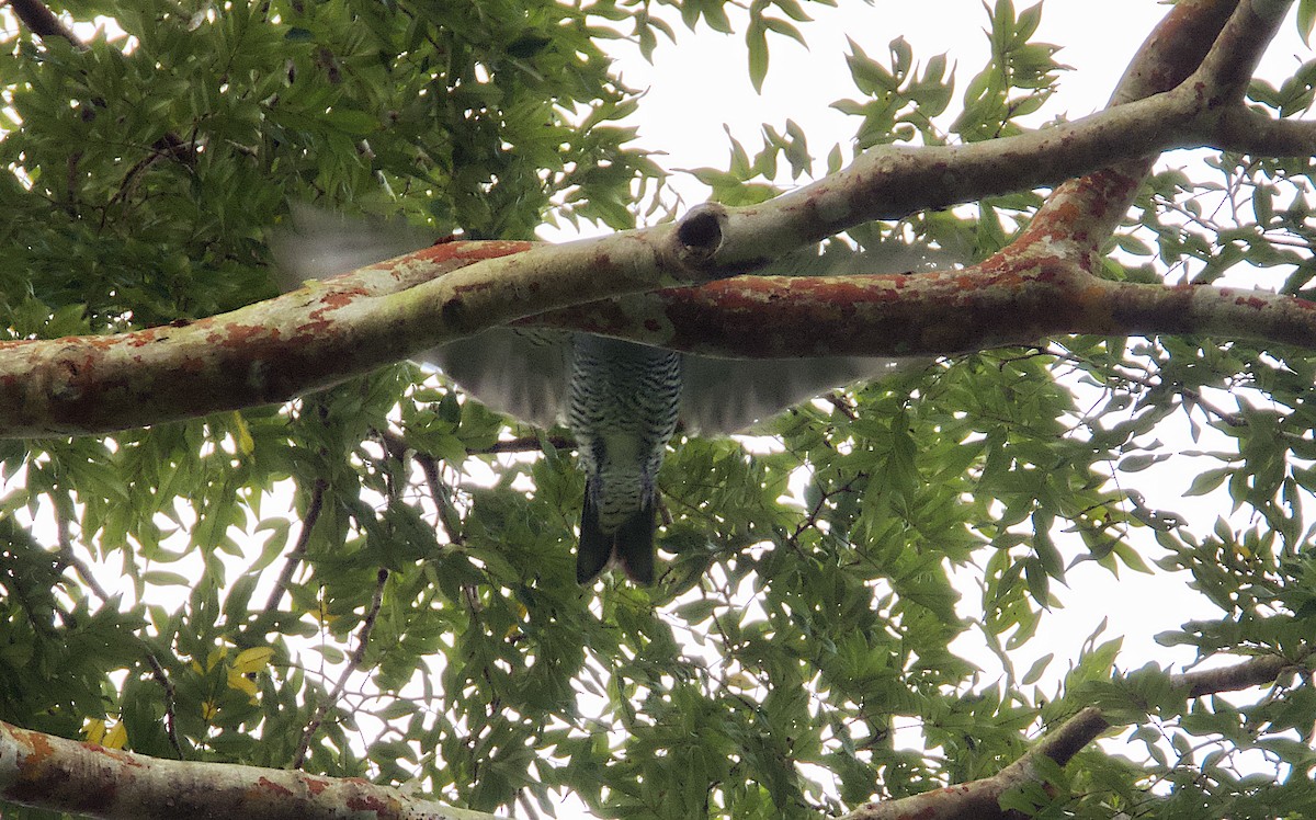 Bar-bellied Cuckooshrike - ML627885870