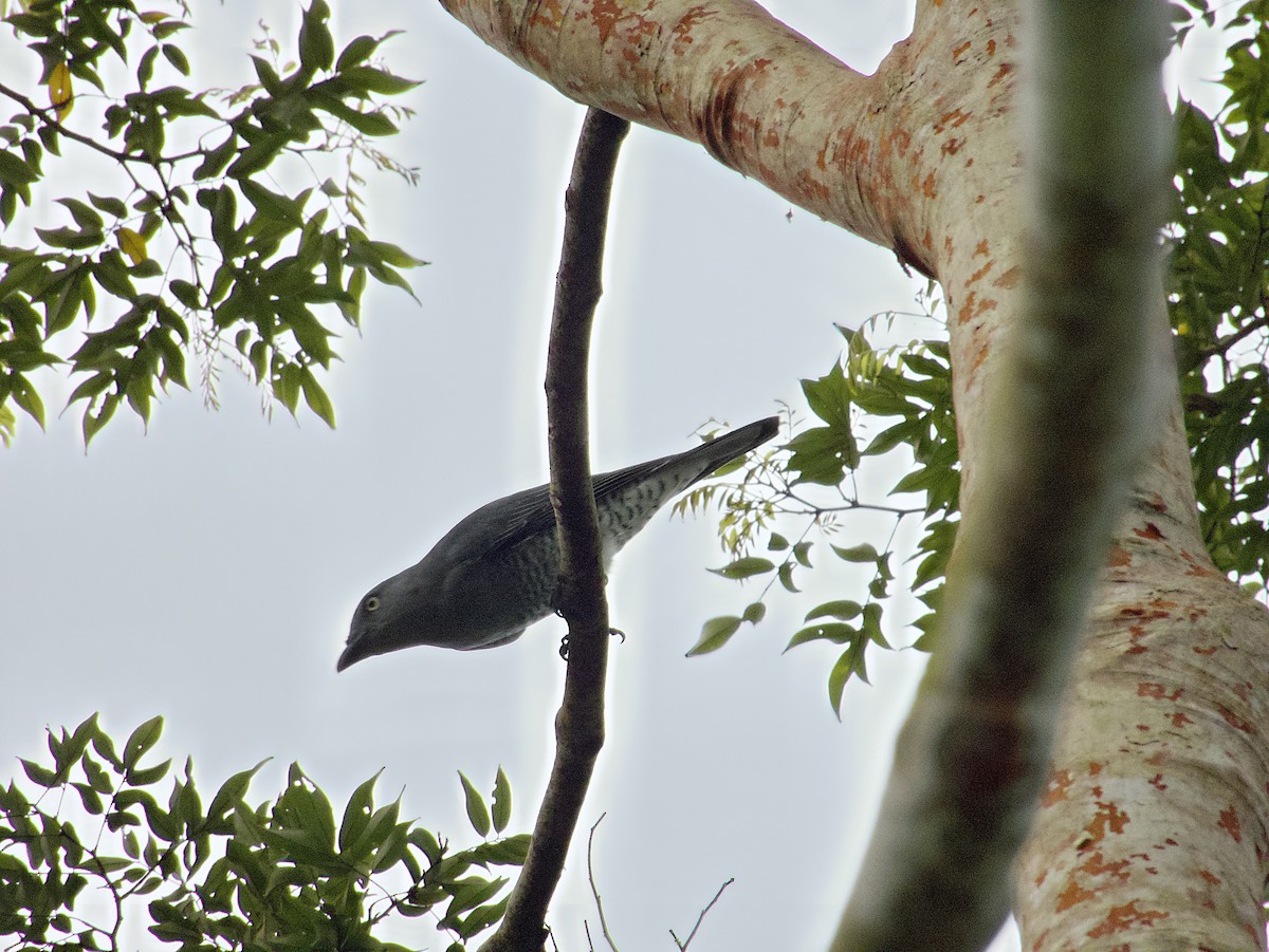 Bar-bellied Cuckooshrike - ML627885871