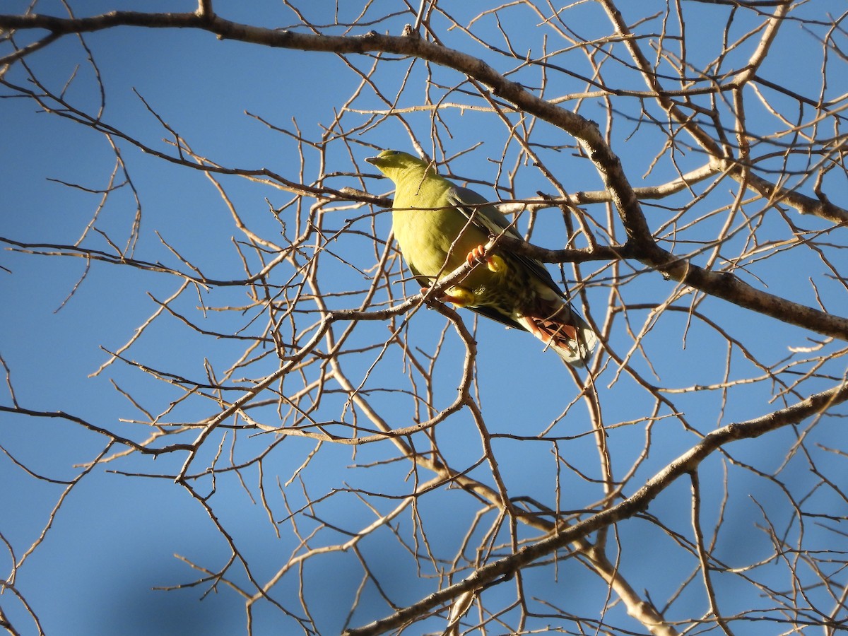 Madagascar Green-Pigeon - ML627885980