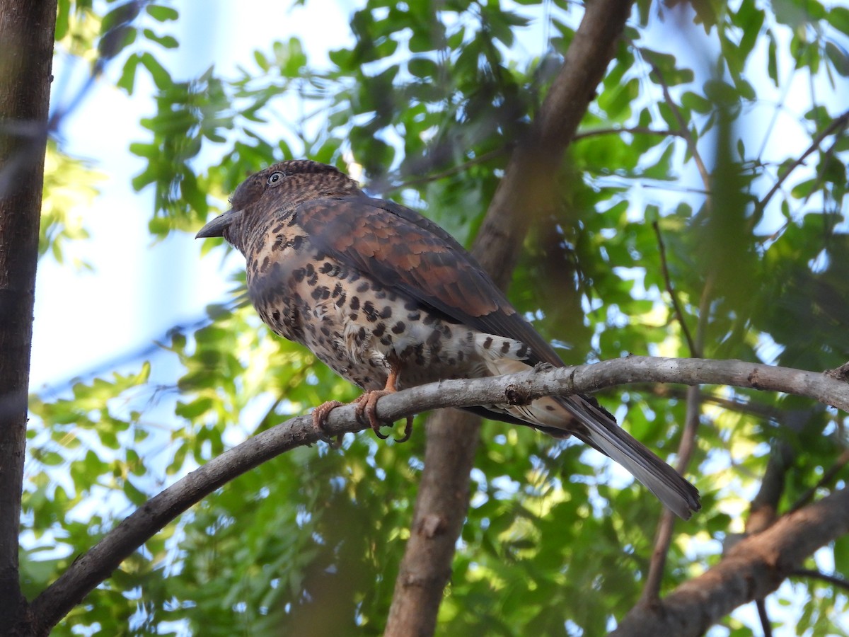 Cuckoo-roller - ML627886001