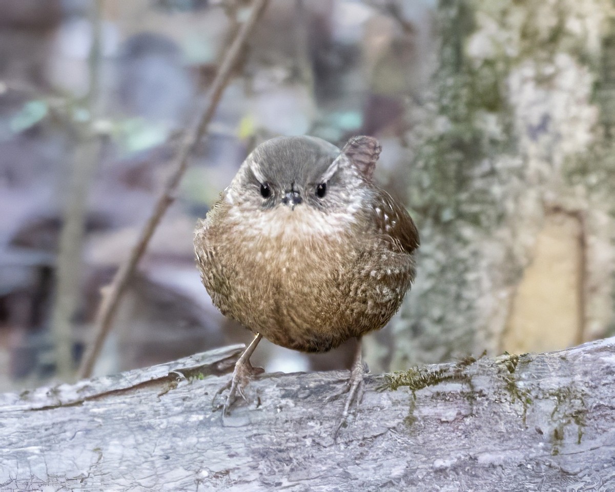 Winter Wren - ML627886037