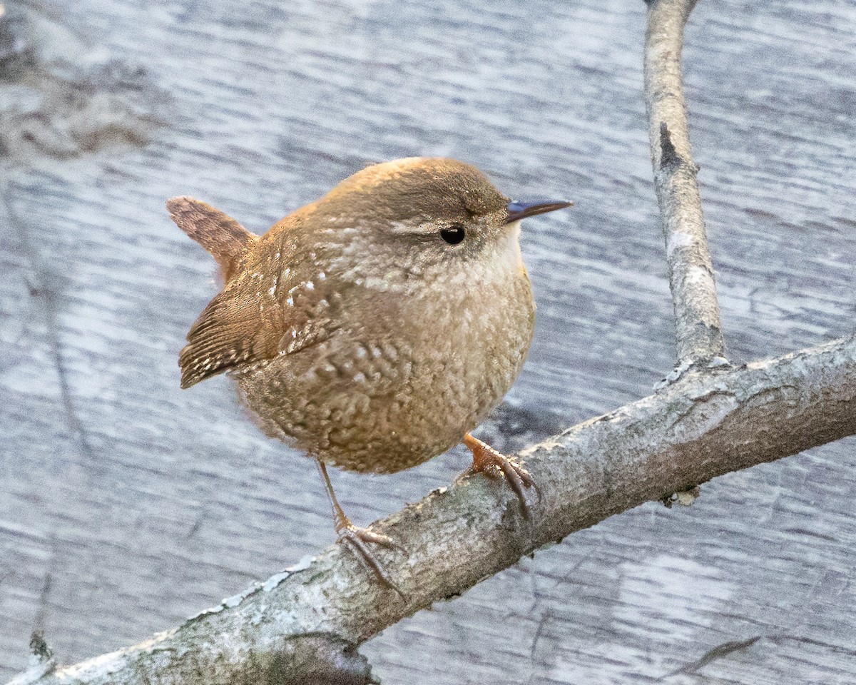 Winter Wren - ML627886038