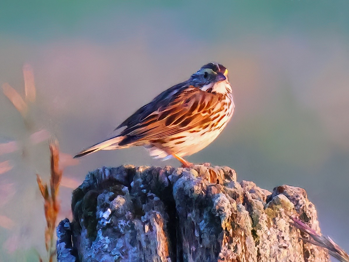 Savannah Sparrow - ML627886043