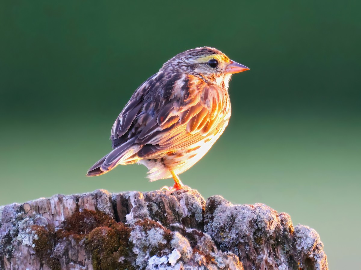 Savannah Sparrow - ML627886044
