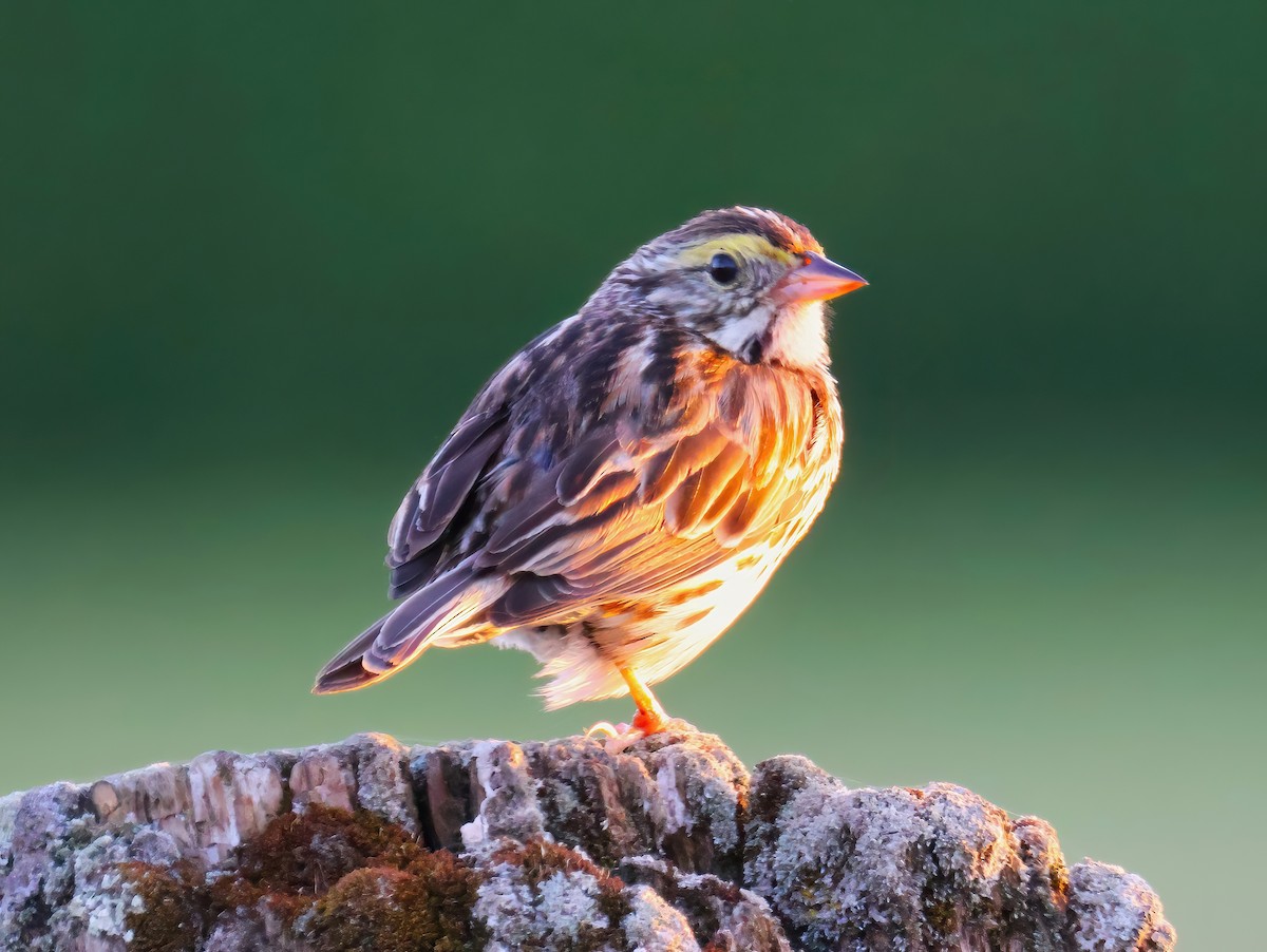 Savannah Sparrow - ML627886045