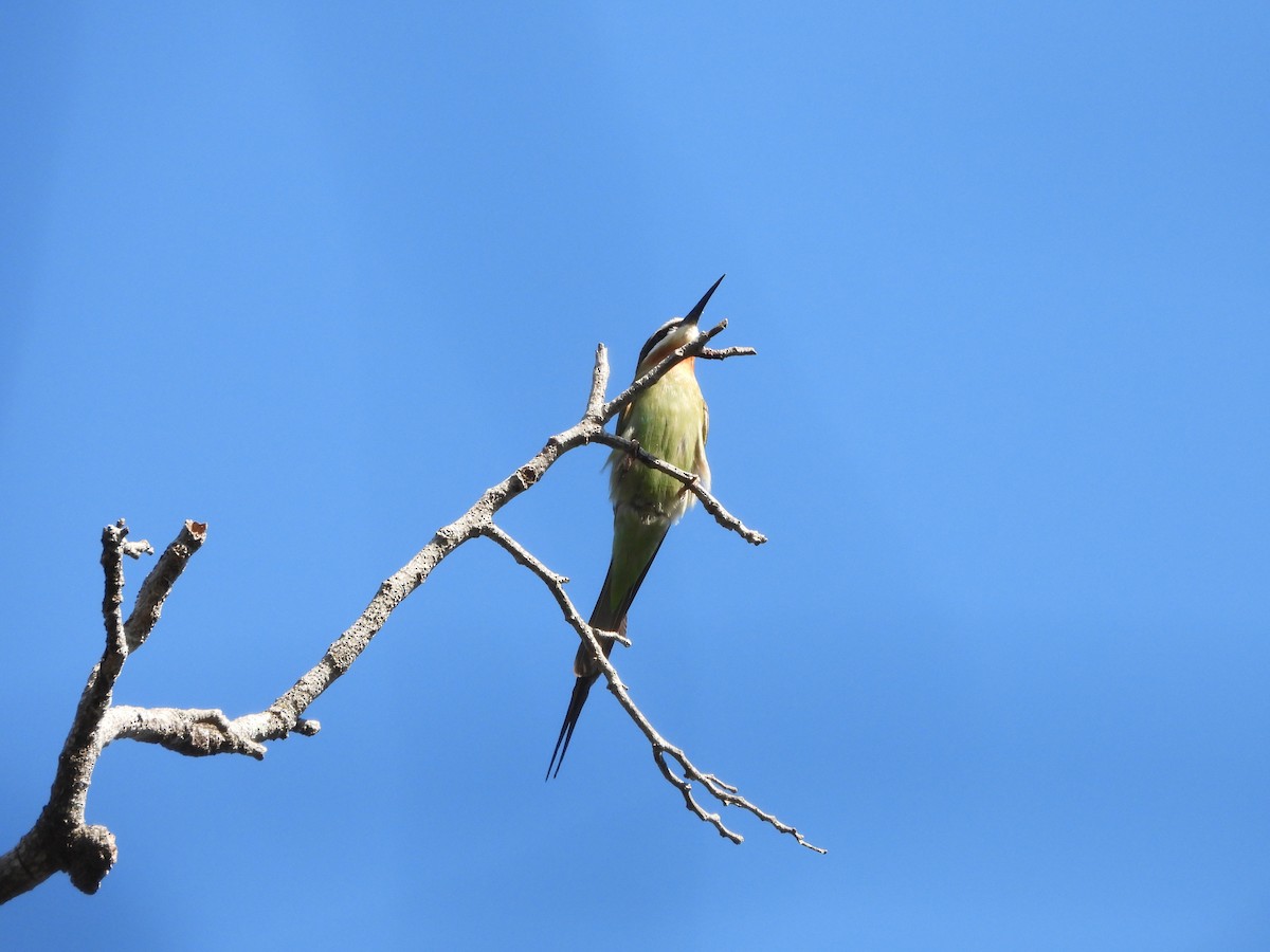 Olive Bee-eater - ML627886062