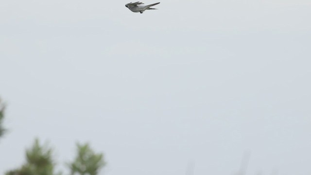 Black-faced Cuckooshrike - ML627886155