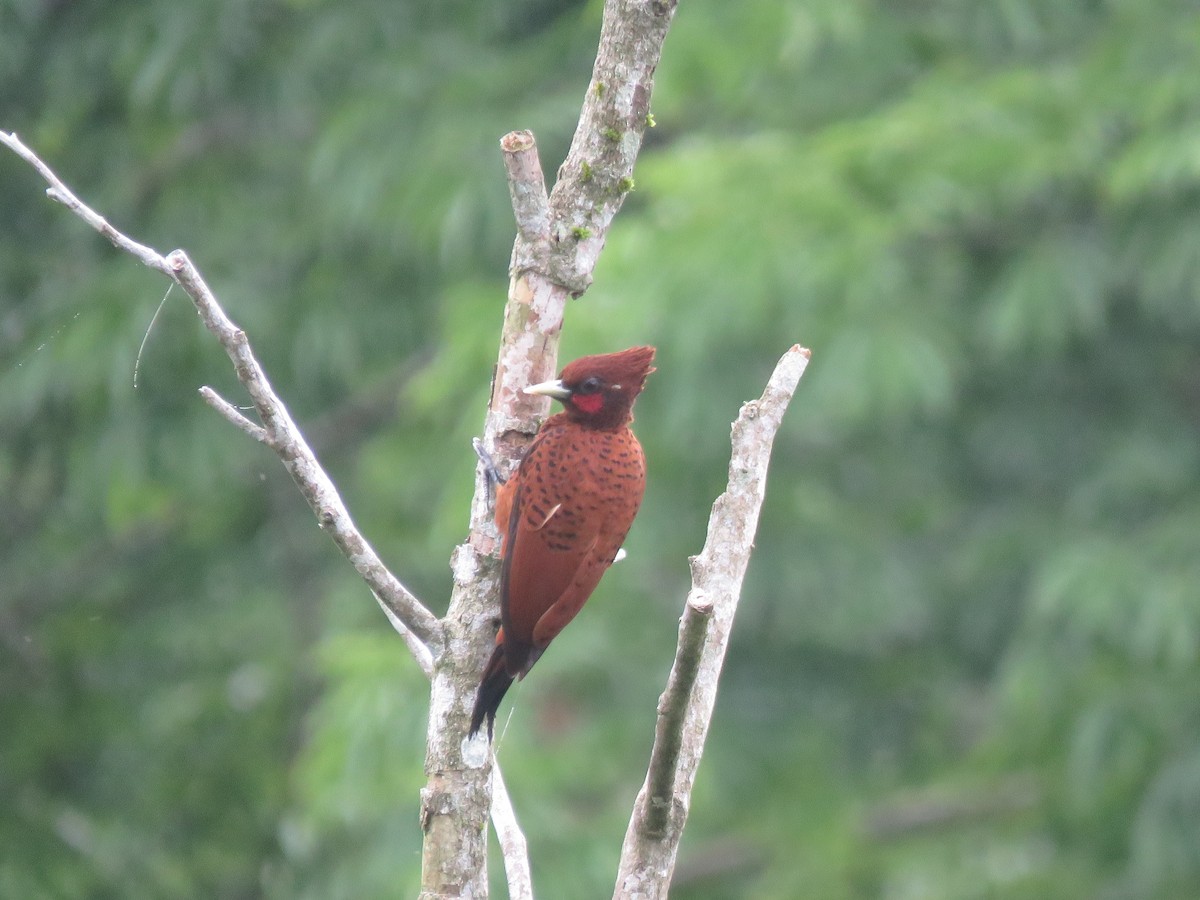 Waved Woodpecker - ML627886252