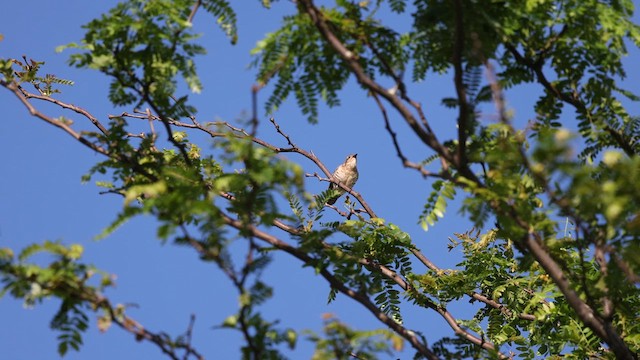 Horsfield's Bronze-Cuckoo - ML627886253