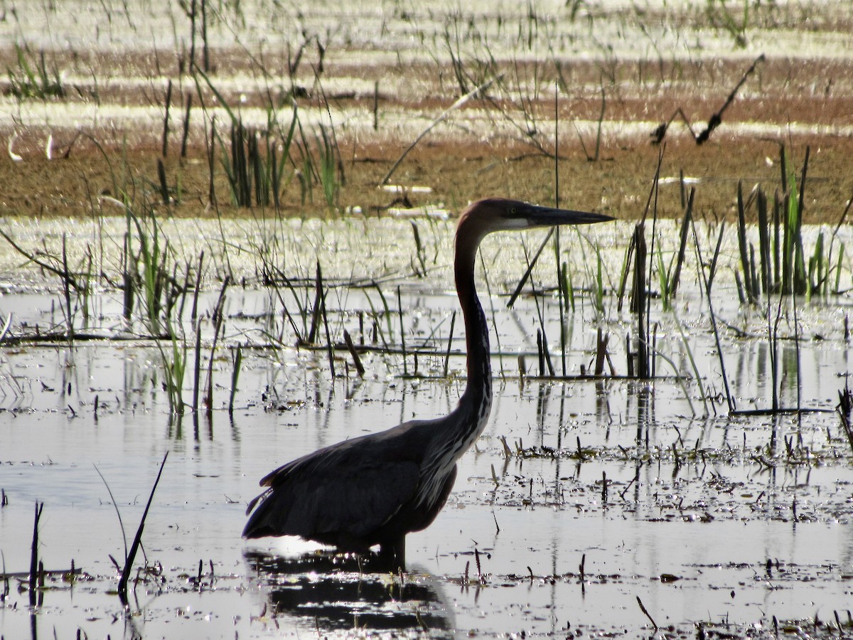 Goliath Heron - ML627886263