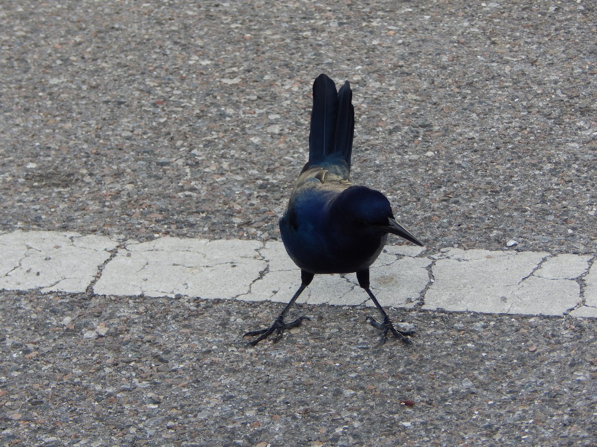 Boat-tailed Grackle - ML627886275