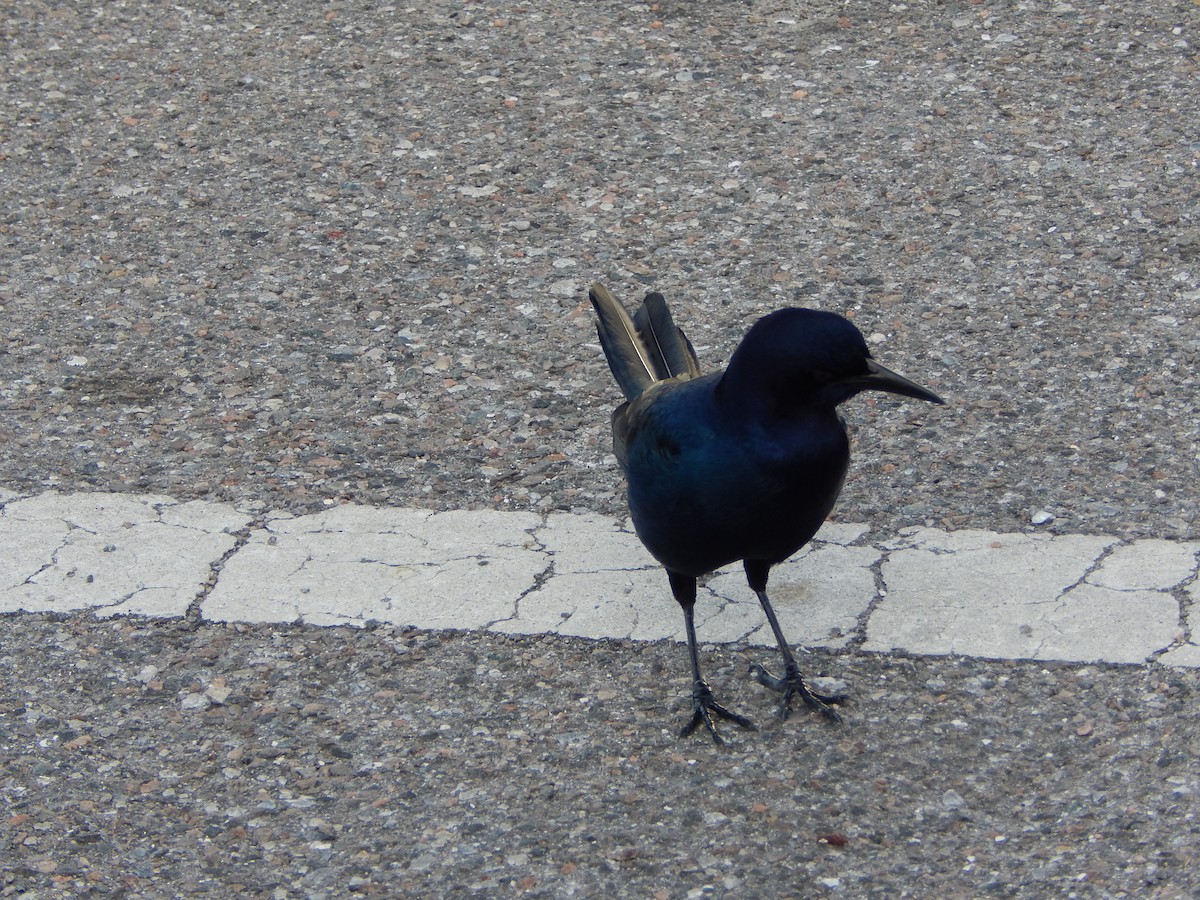 Boat-tailed Grackle - ML627886276