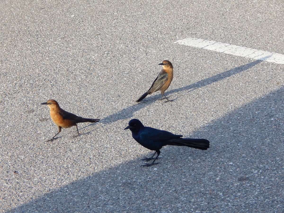 Boat-tailed Grackle - ML627886277