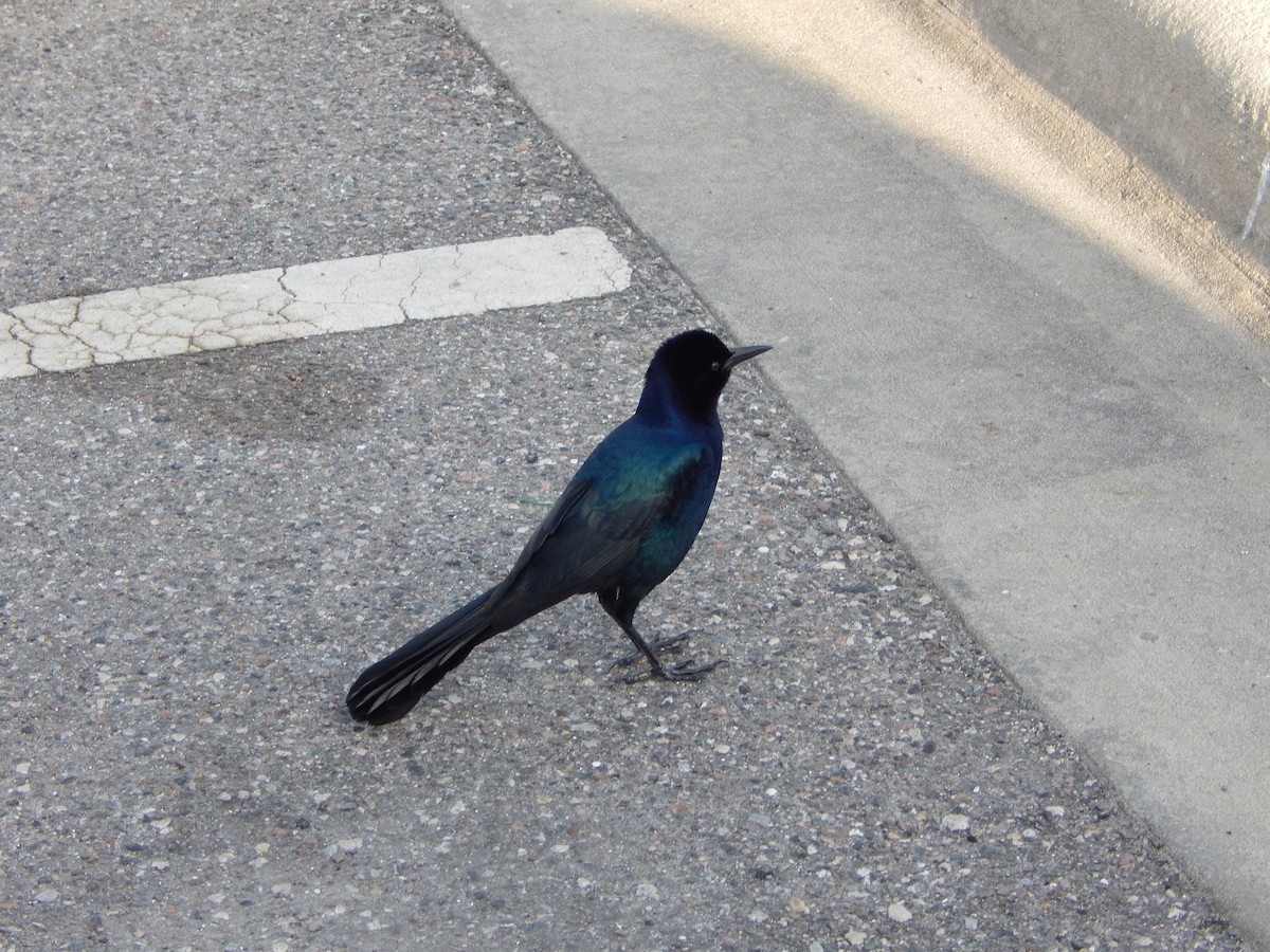 Boat-tailed Grackle - ML627886278