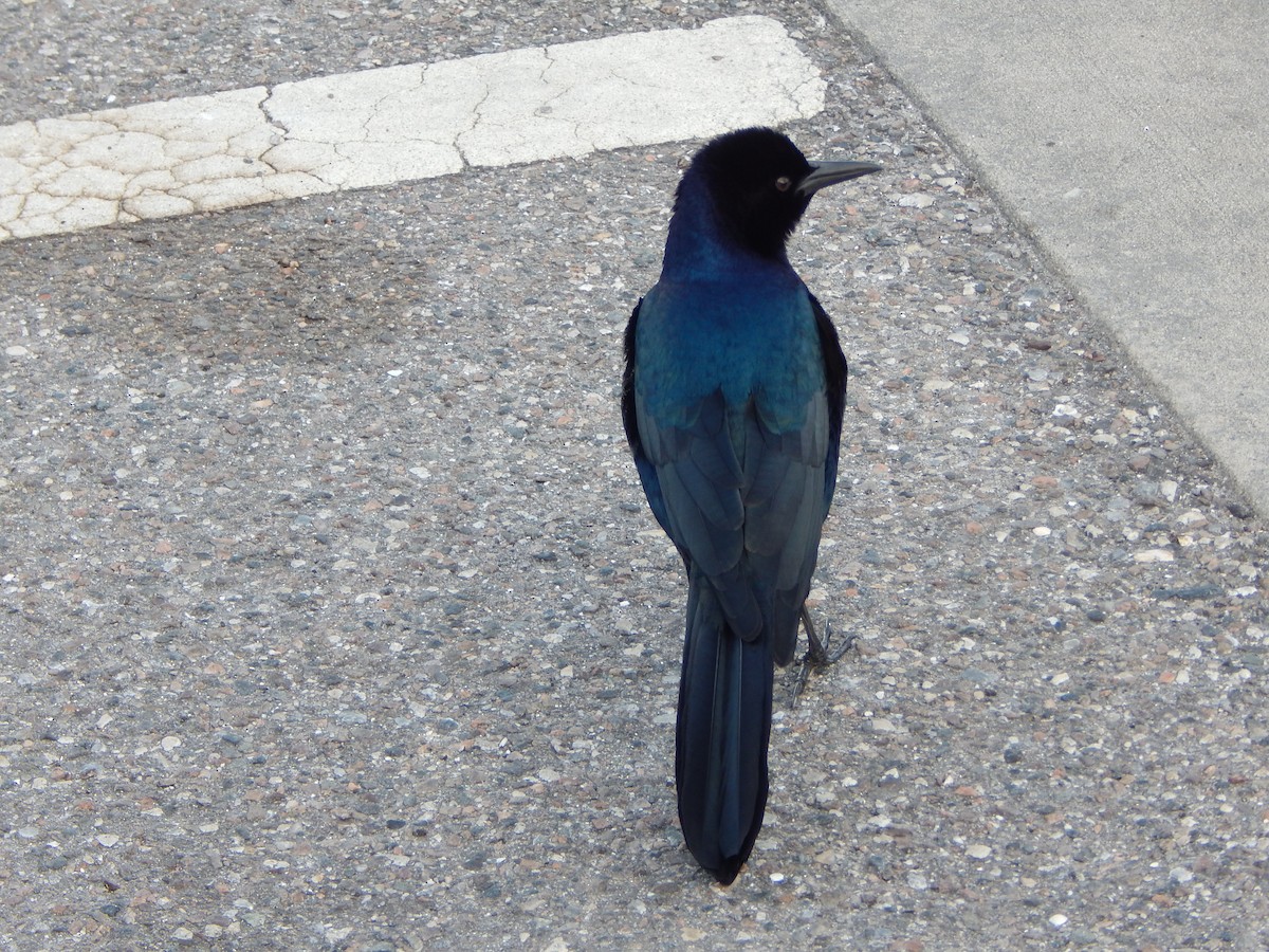 Boat-tailed Grackle - ML627886279