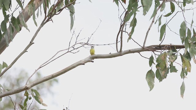 White-throated Gerygone - ML627886335