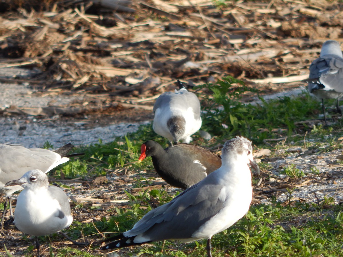 Common Gallinule - ML627886341