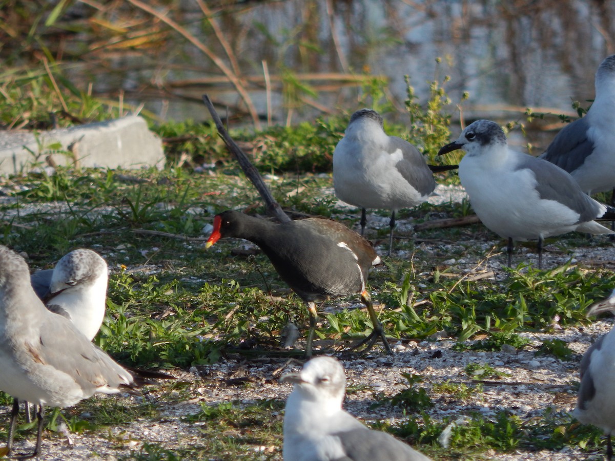 Common Gallinule - ML627886342