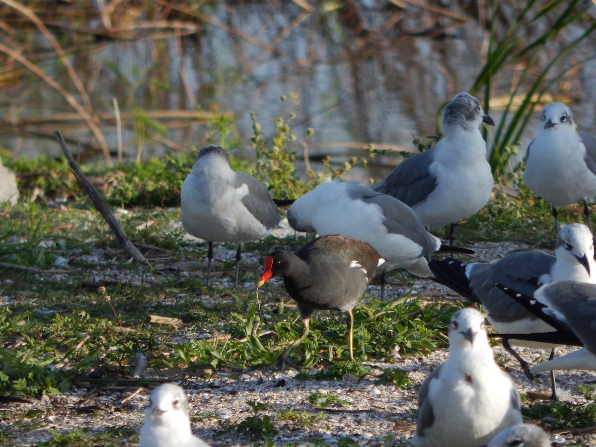 Common Gallinule - ML627886343