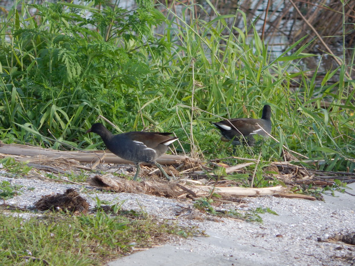 Common Gallinule - ML627886344