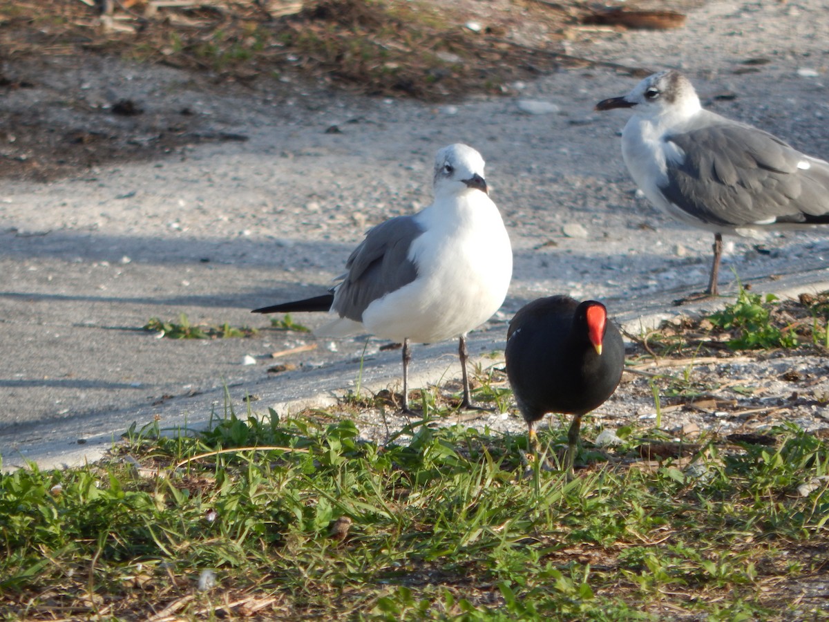 Common Gallinule - ML627886345