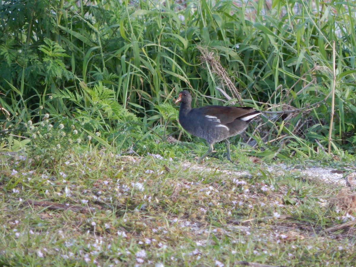 Common Gallinule - ML627886346