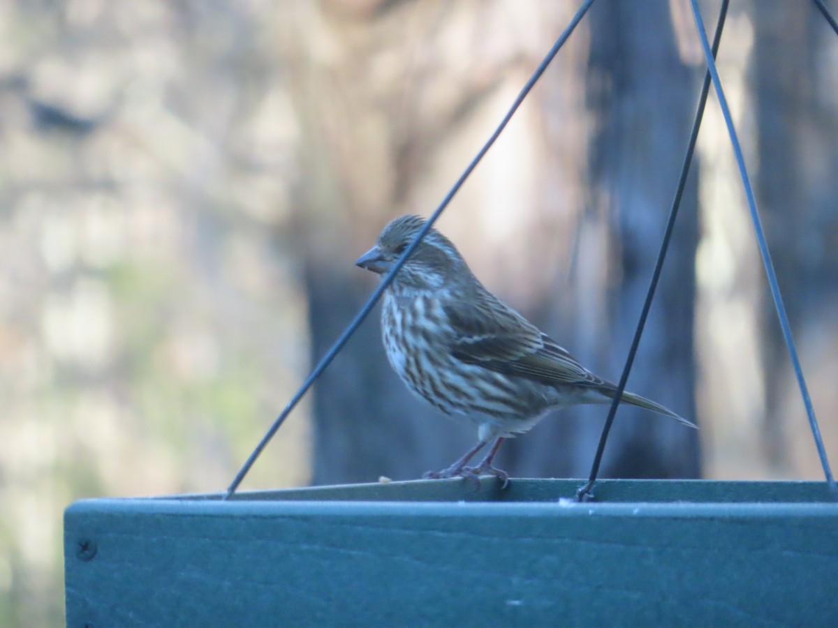 Purple Finch - ML627886367