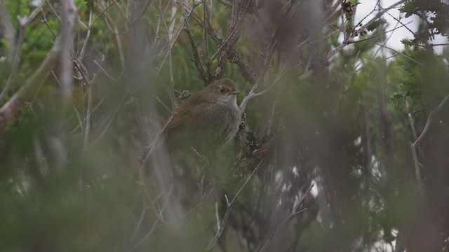Eastern Bristlebird - ML627886554
