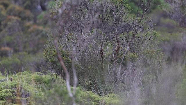 Eastern Bristlebird - ML627886560
