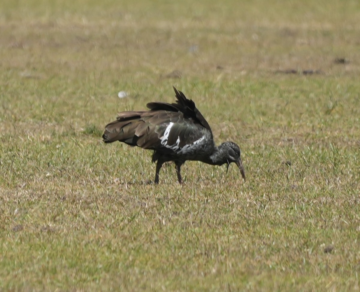 Wattled Ibis - ML627886577