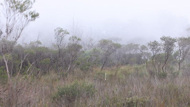 Eastern Bristlebird - ML627886578