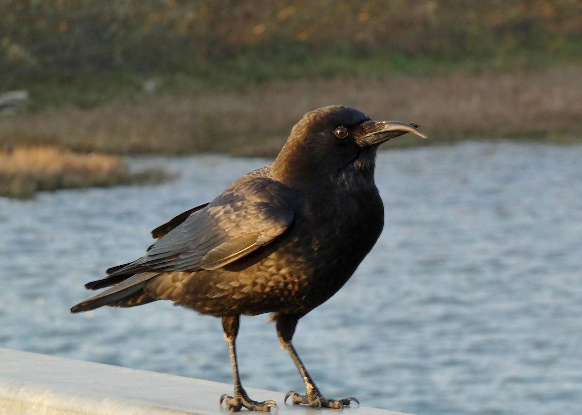 American Crow - ML627886597