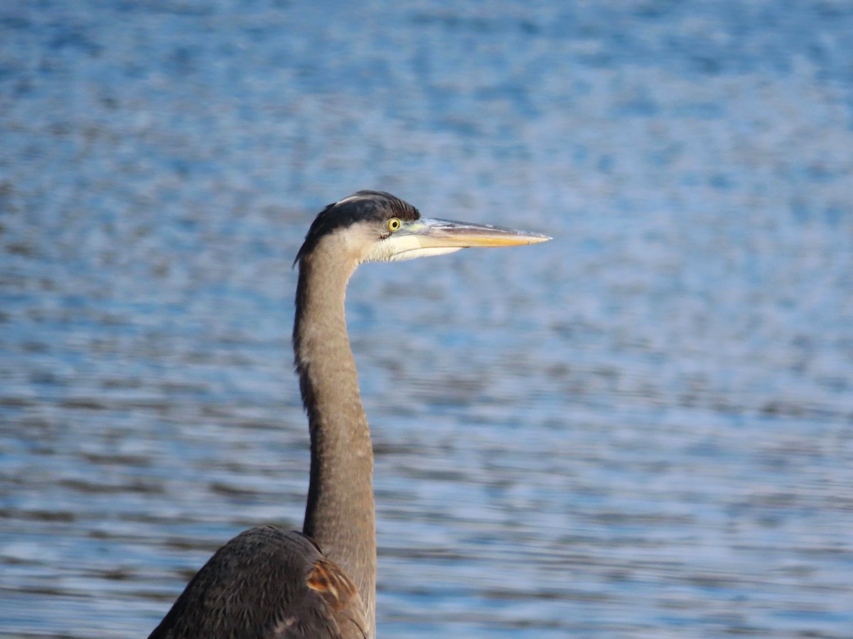 Great Blue Heron - ML627886605