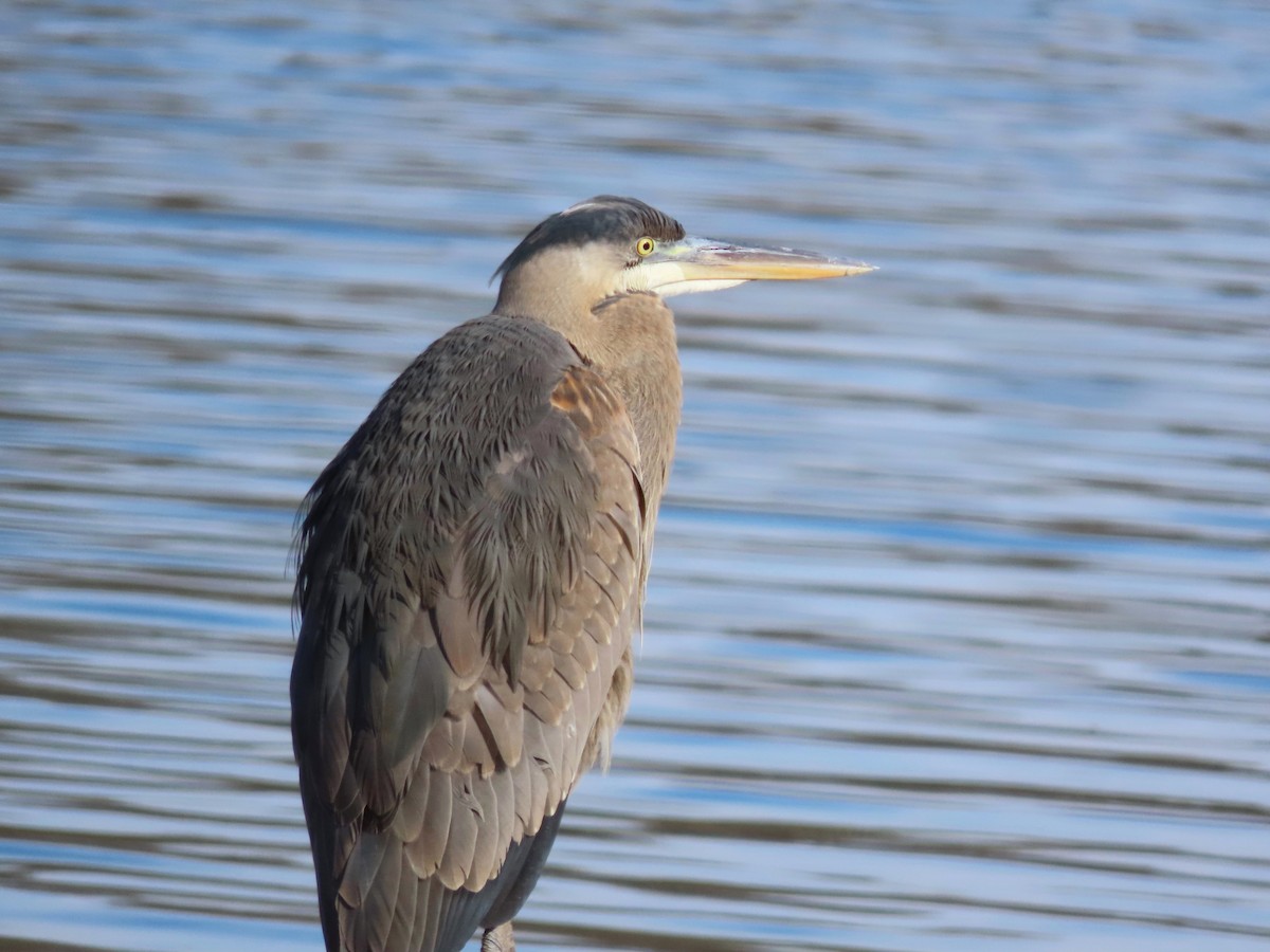 Great Blue Heron - ML627886611