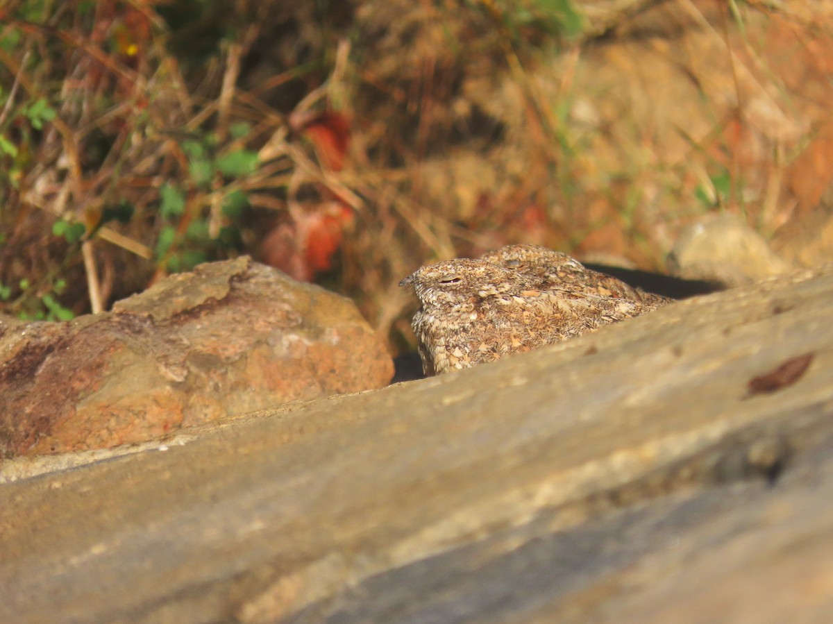 Pygmy Nightjar - ML627886622