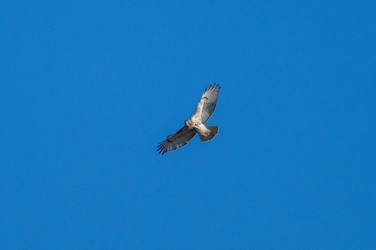 Red-tailed Hawk - ML627886625