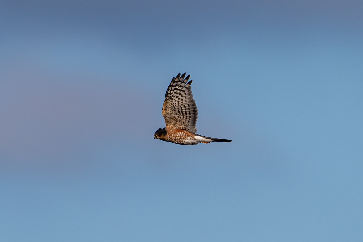 Sharp-shinned Hawk - ML627886638