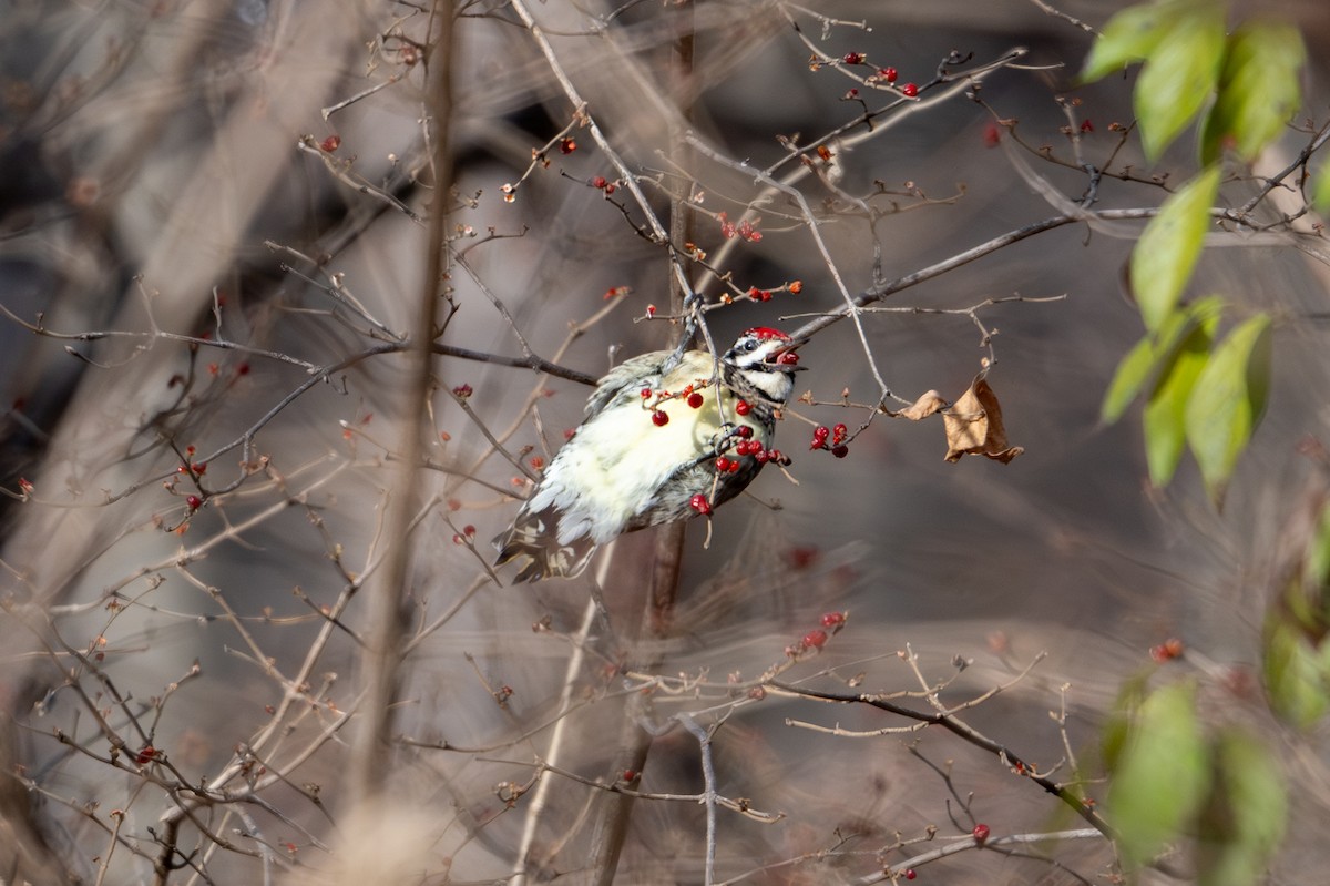 Yellow-bellied Sapsucker - ML627886651