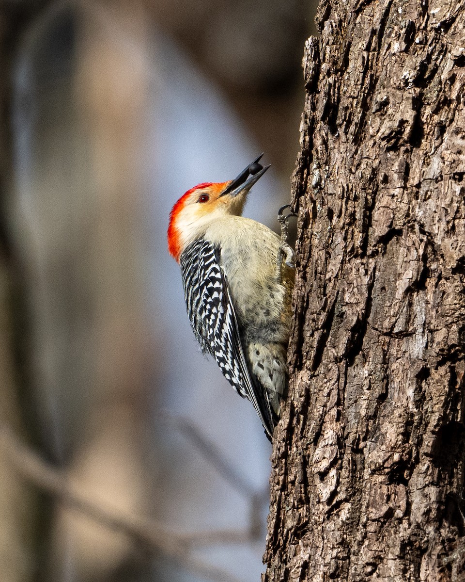 Red-bellied Woodpecker - ML627886662