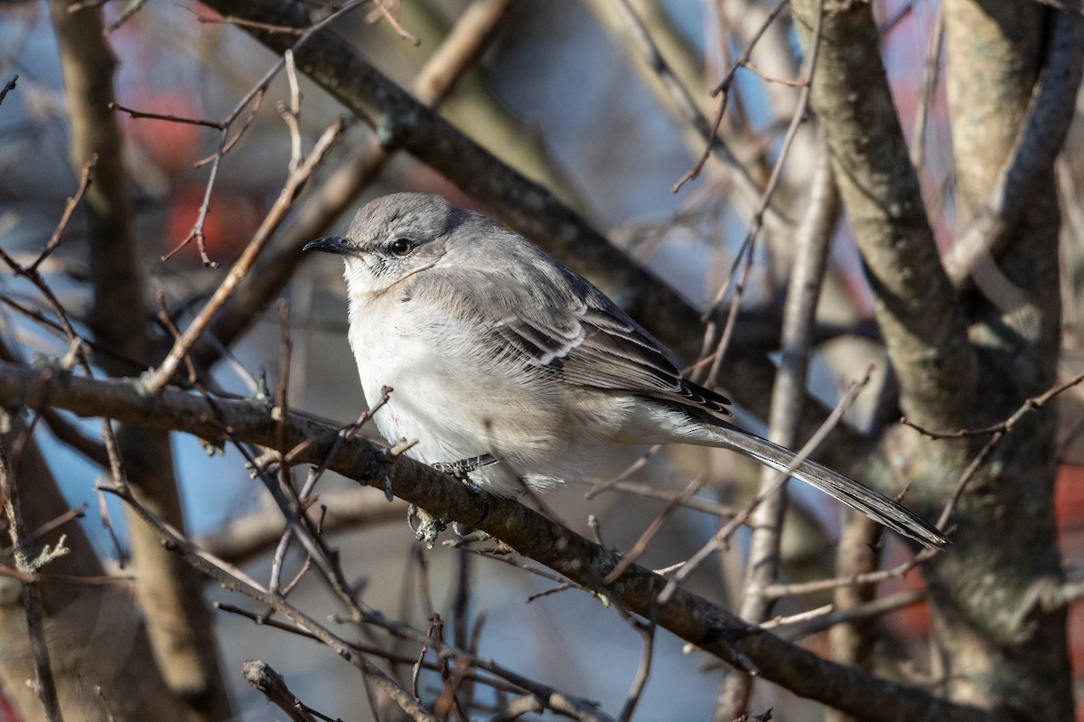 Northern Mockingbird - ML627886673