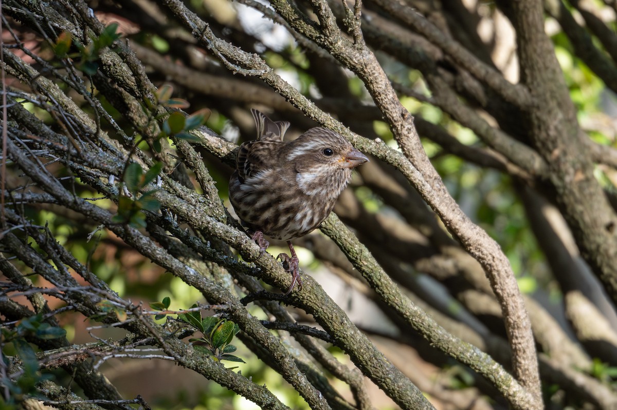 Purple Finch - ML627886683