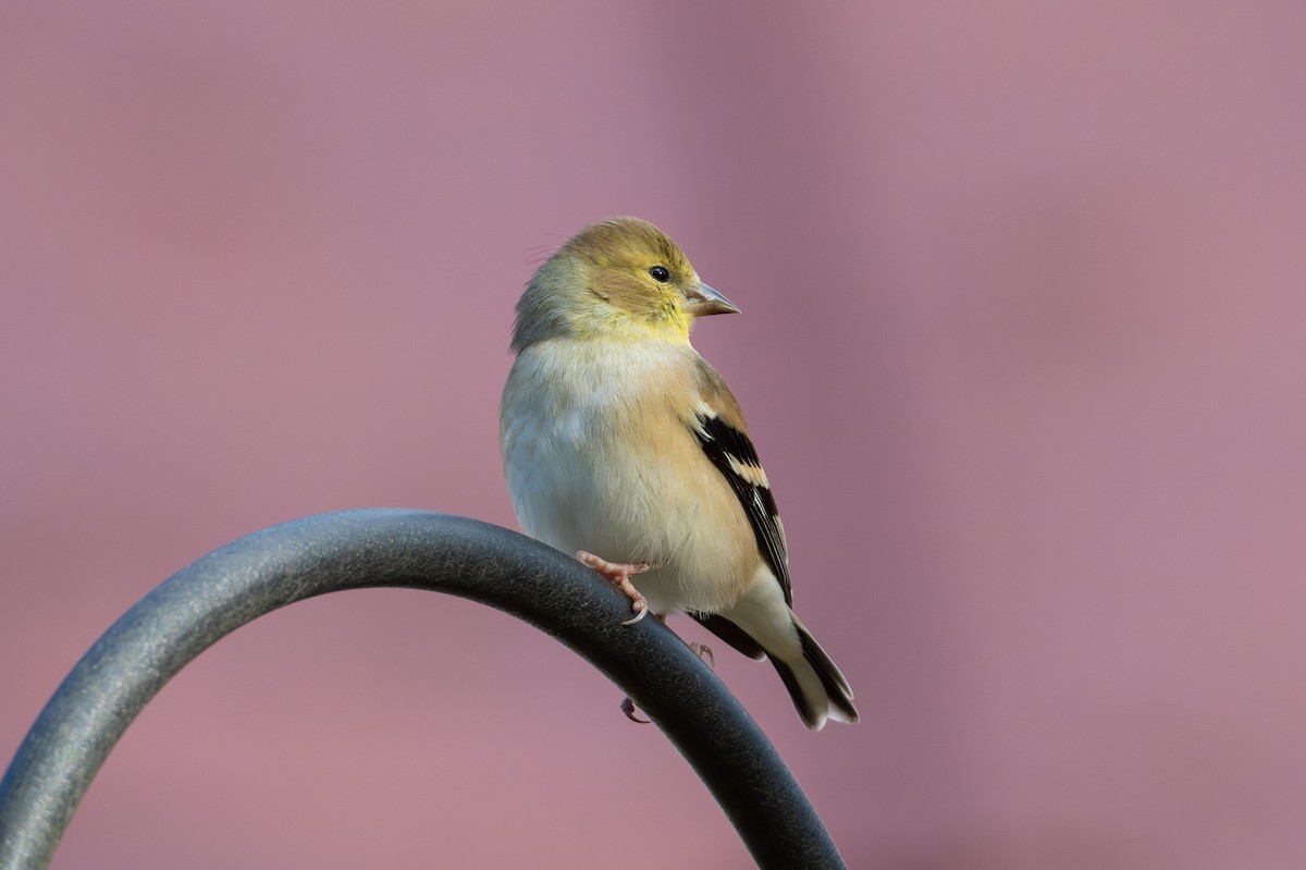 American Goldfinch - ML627886693