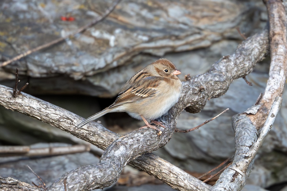 Field Sparrow - ML627886696