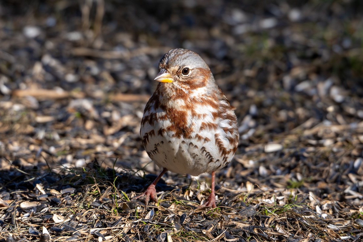 Fox Sparrow - ML627886703