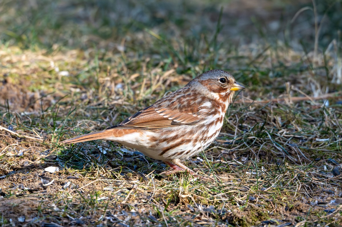 Fox Sparrow - ML627886704