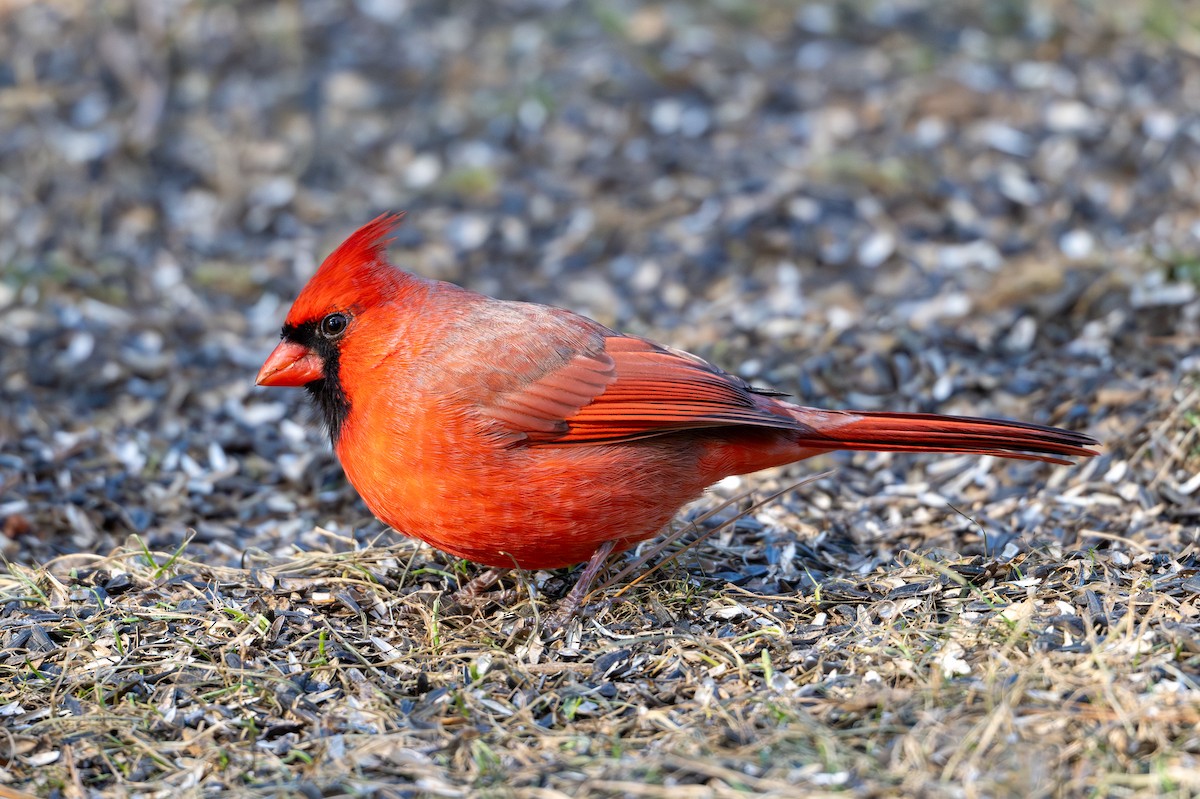 Northern Cardinal - ML627886724