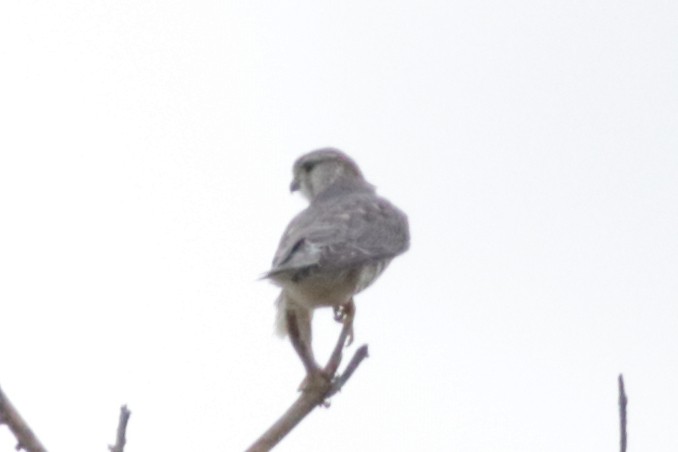 בז גמדי - ML627886823