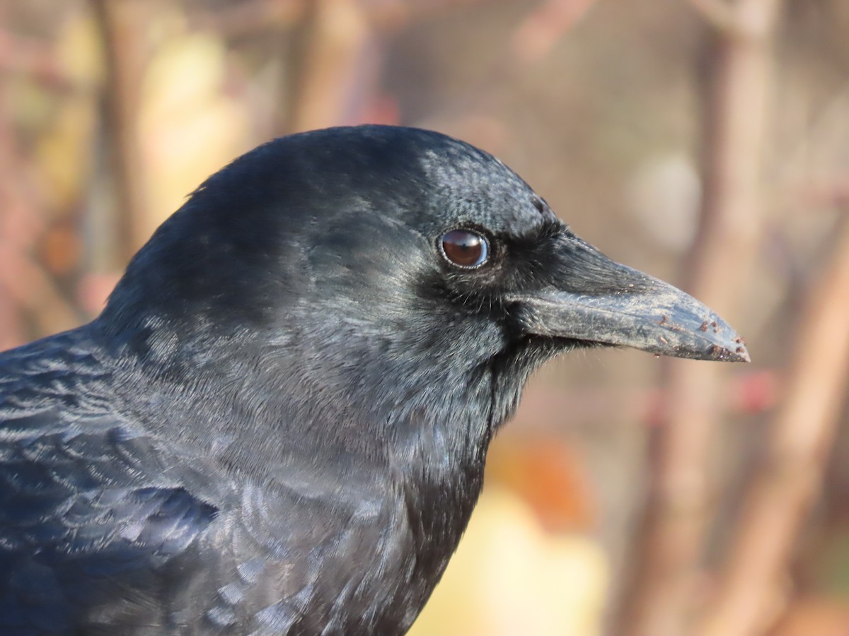 American Crow - ML627886834